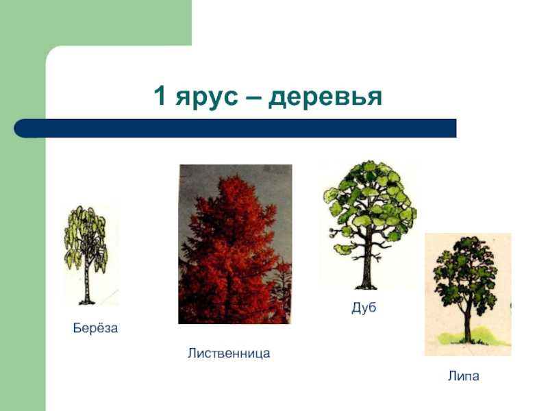 Показать ярус. Липа ярус леса. Крушина ярус леса. Деревья первого яруса. 1 Ярус растений.