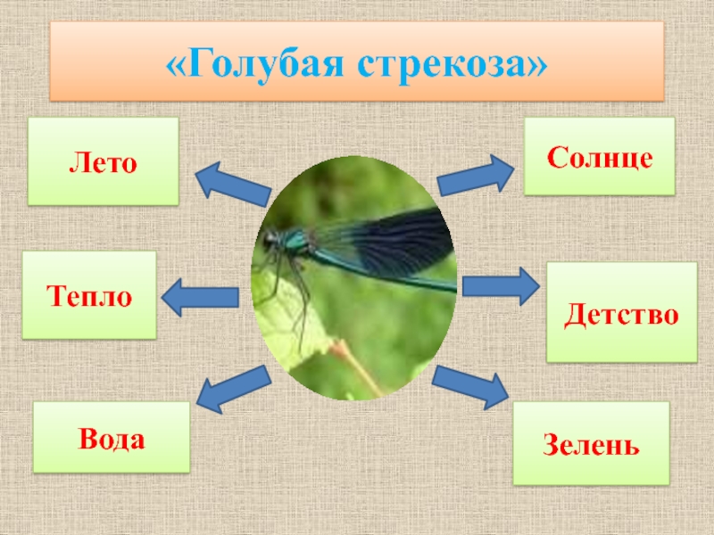 Голубая стрекоза пришвин презентация