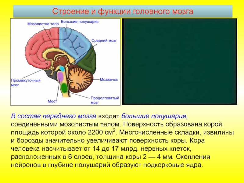Доли переднего мозга функции. Строение и функции больших полушарий головного. Функция больших полушарий переднего головного мозга. Большие полушария мозга строение и функции. Анатомия мозолистого тела анатомия.
