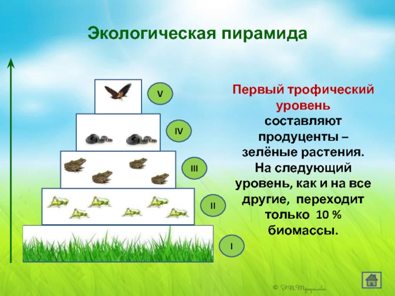 Трофические уровни экосистемы презентация