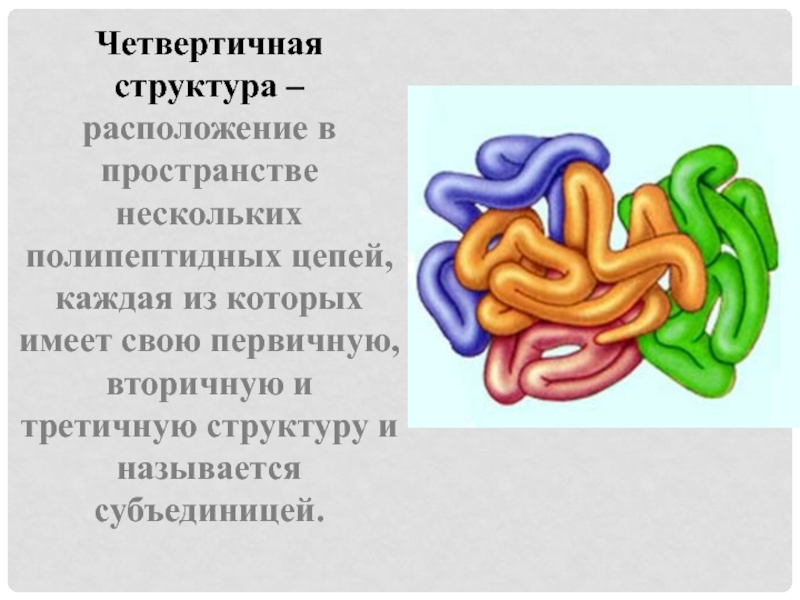 Четвертичная структура белка образуется в результате взаимодействия. Белок презентация қазақша. Фото по биологии четвертичная для срисовки.