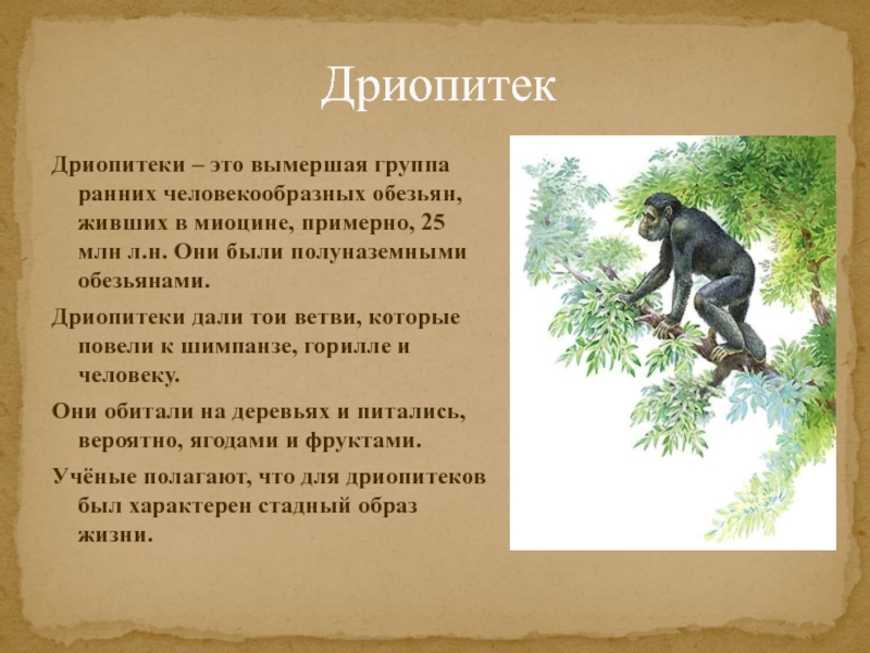 Дриопитеки образ жизни. Кайнозой и дриопитеки. Дриопитеки шимпанзе горилла. Дриопитеки Эволюция. Человекообразные обезьяны дриопитек.