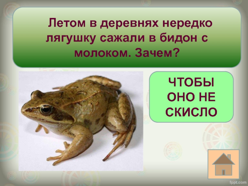 Почему лягушки не пьют