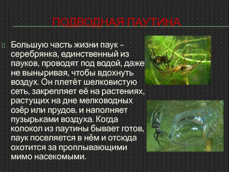 Подводная паутинаБольшую часть жизни паук – серебрянка, единственный из пауков, проводят под водой, даже не выныривая, чтобы