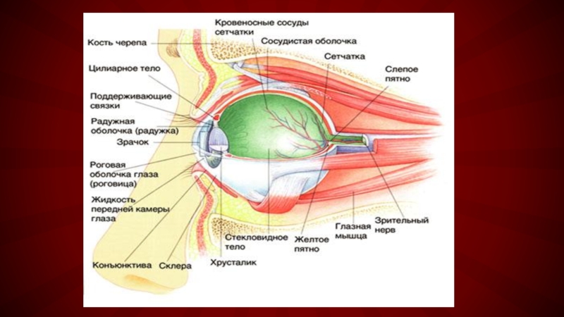 Презентация биология 8 класс зрительный анализатор строение и функции глаза