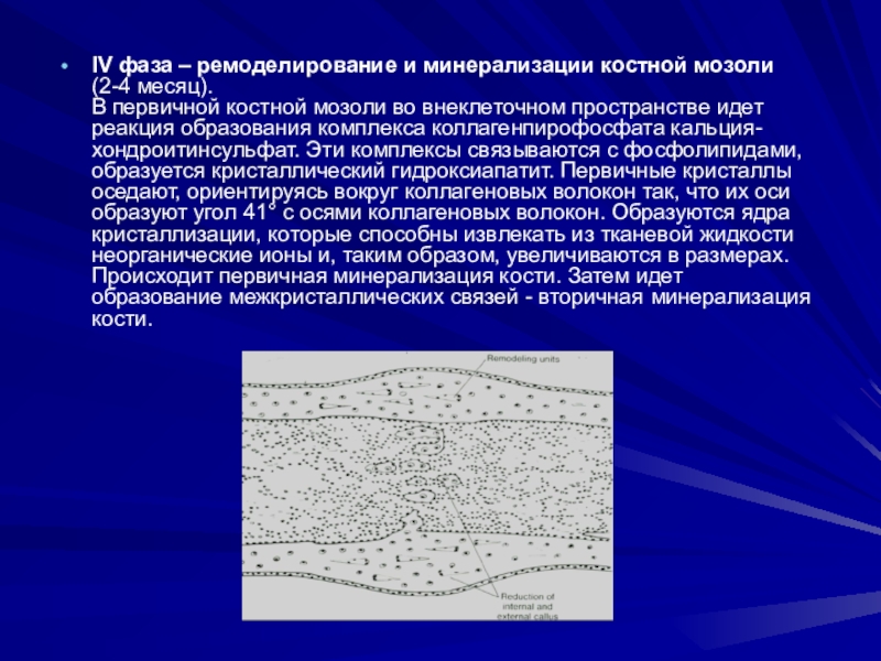 Через сколько образуется костная мозоль. Первичная и вторичная костная мозоль. Костная мозоль гистология. Первичная костная мозоль. Фазы формирования костной мозоли.