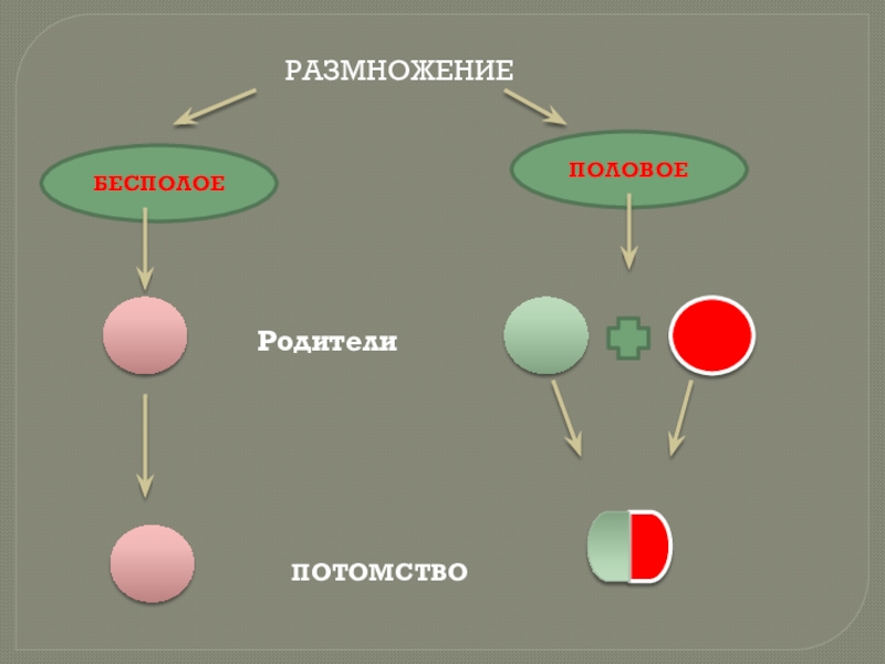 Отличие полового размножения