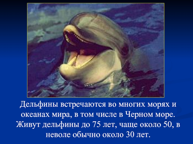 Дельфины встречаются во многих морях и океанах мира, в том числе в Черном море. Живут дельфины до