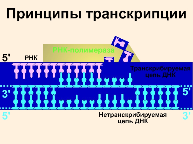 Транскрибируемые участки днк. Транскрибируемая цепь. Нетранскрибируемая цепь ДНК. Принципы транскрипции. Принципы транскрипции ДНК.