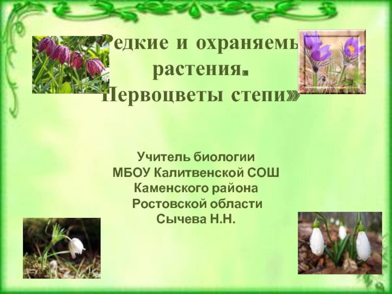 Презентация Редкие и охраняемые растения. Первоцветы степи