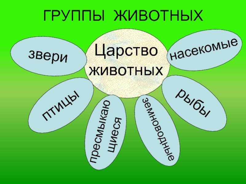 Проект царство животных 6 класс