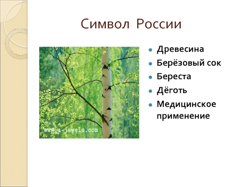 Деревья презентация 2 класс. Береза символ России, береста, сок. Окружающий мир 2 класс древесина. Презентация на тему деревья России для начальной школы. Загадка про березовый сок.