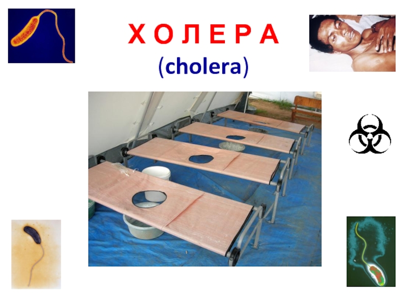 Х О Л Е Р А ( cholera )
