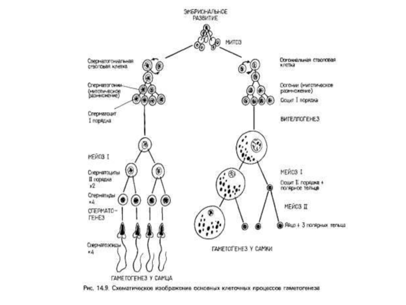 Последовательность событий оогенеза. Оогенез у рыб схема. Клетки сперматогенеза норма. Сперматогенез по клерману. Нарушения сперматогенеза термины.