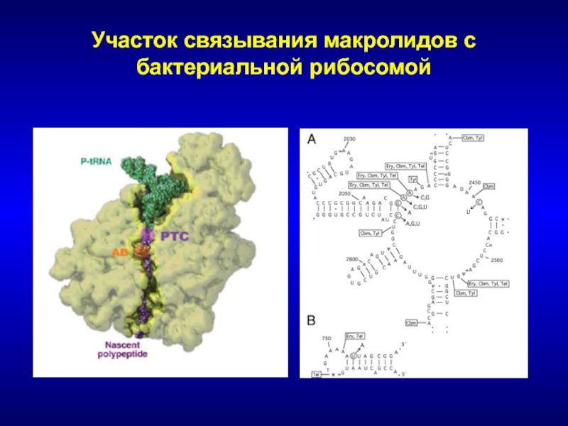 Вермокс при аскаридозе схема