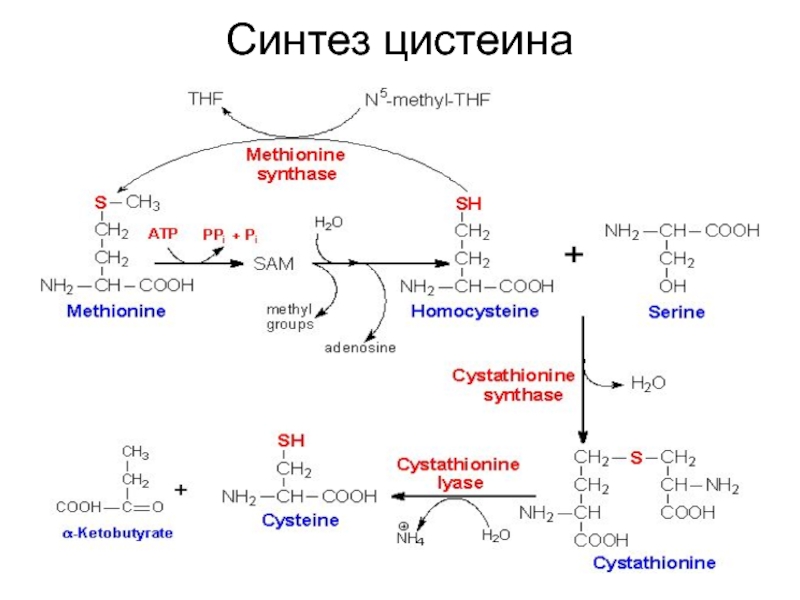 Синтез таурина