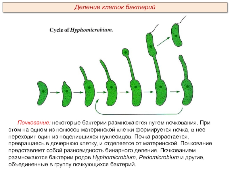 Деление клеток прокариот. Почкование бактерий схема. Деление бактерий размножение. Размножение бактерий почкованием. Почкование клеток бактерий.