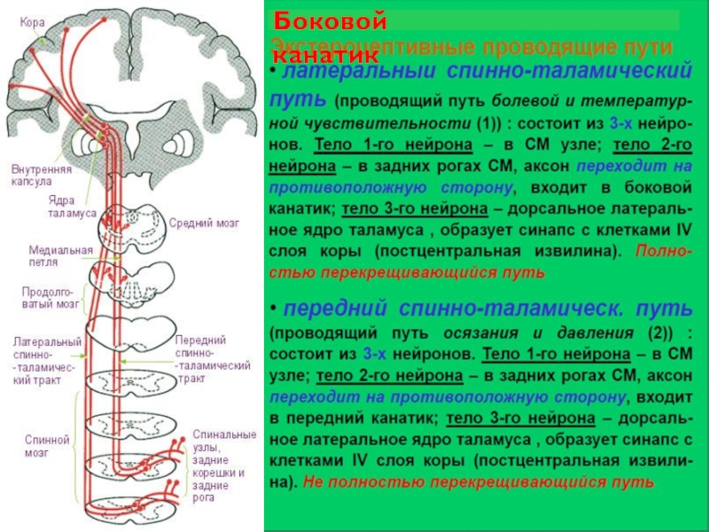 Неоспиноталамический путь схема