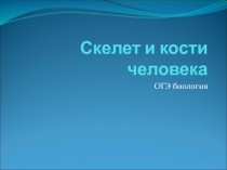 Скелет и кости человека