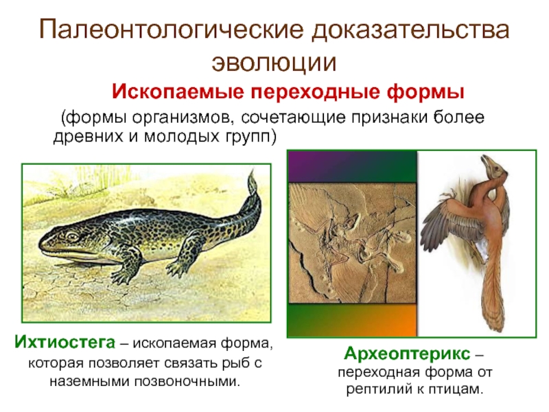 Какая группа доказательств эволюции живой природы изображена на рисунке