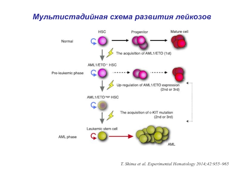 Мультистадийная схема развития лейкозовT. Shima et al. Experimental Hematology 2014;42:955–965