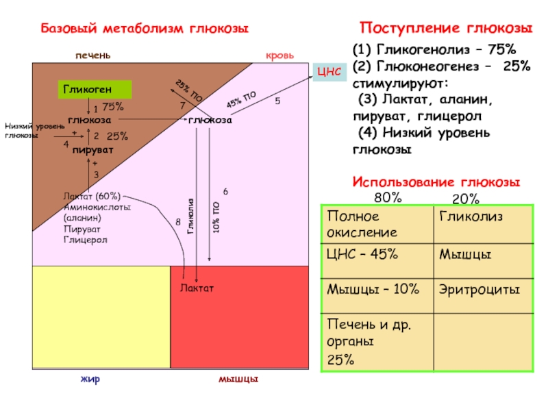 Расчет базового обмена веществ