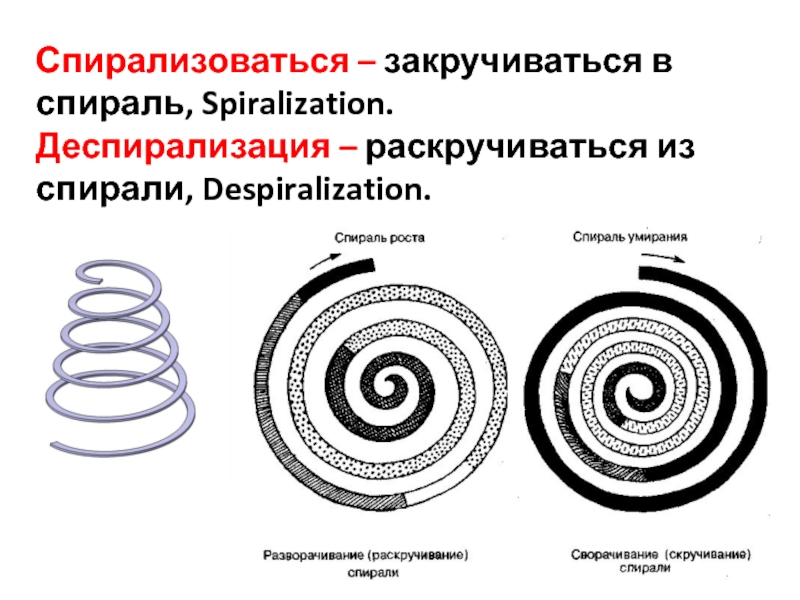 Руководитель проекта спираль