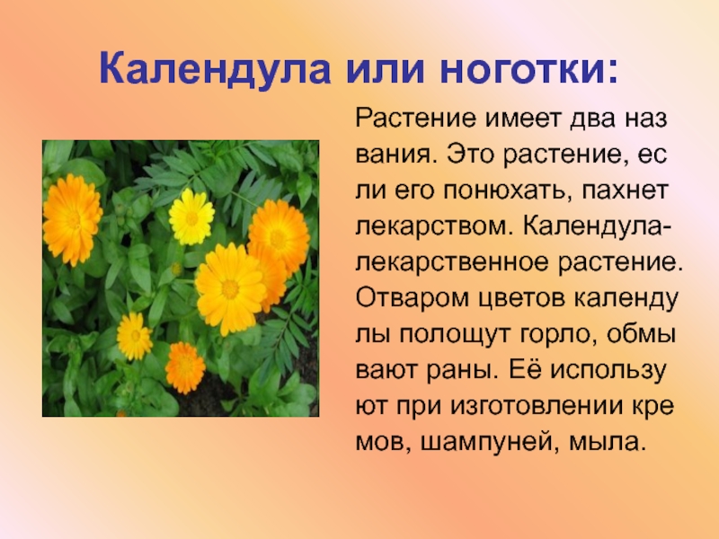 Календула или ноготки:Растение имеет два названия. Это растение, если его понюхать, пахнетлекарством. Календула-лекарственное растение.Отваром цветов календулы полощут