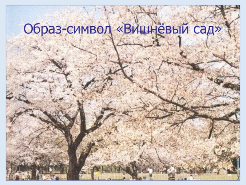 Вишневый сад символ россии