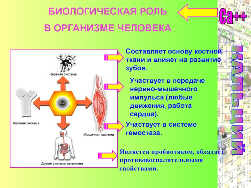 Презентация на тему биологическая роль металлов