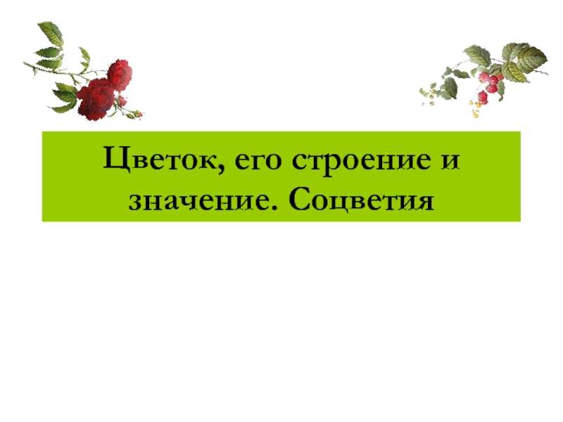 Презентация Цветок, его строение и значение. Соцветия