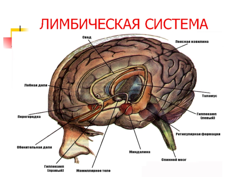 Лимбическая система рисунок