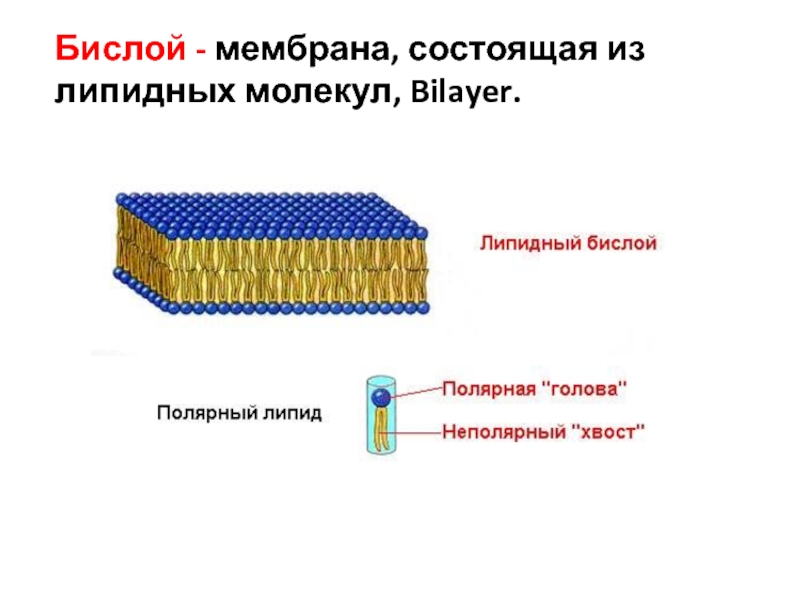 Липидный бислой биомембраны состоит из. Липидный бислой мембраны. Из чего состоит липидный бислой. Липидный бислой мембраны состоит из.