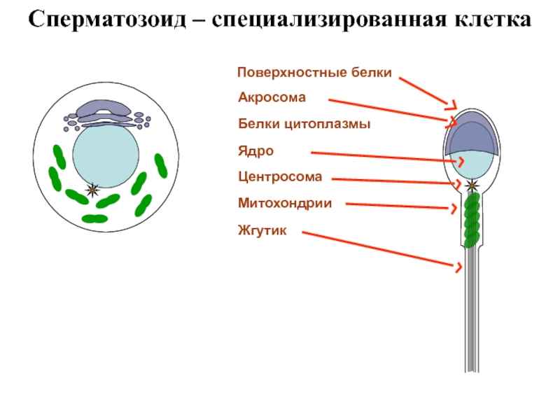 Клетки специализированы. Акросома спермия. Первичная половая клетка. Центросома сперматозоида. Первичные половые клетки.