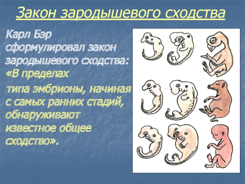 Сравните основные стадии зародышевого развития позвоночных используя рисунок 221 на с 313 и сделайте