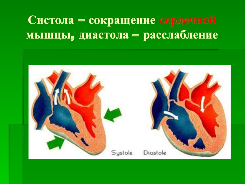 Систола и диастола рисунок