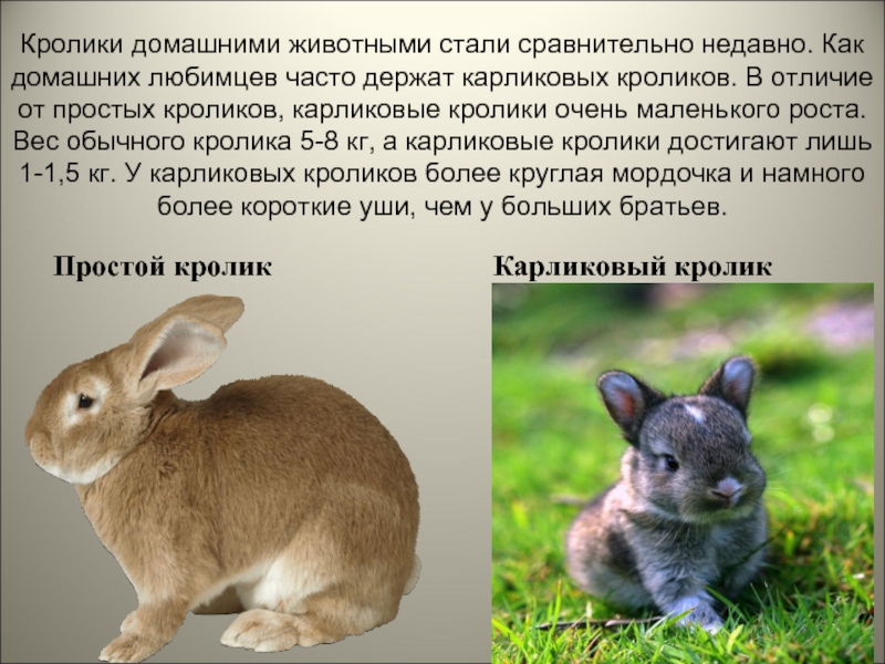 Кролики домашними животными стали сравнительно недавно. Как домашних любимцев часто держат карликовых кроликов. В отличие от простых