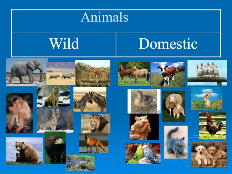 Wild animals тема. Animals презентация. Презентация animals domestic Wild. Animals in our Life презентация. Животные для презентации.