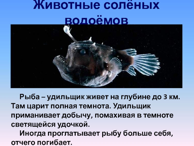 План сообщения о глубоководных морских обитателях 5 класс