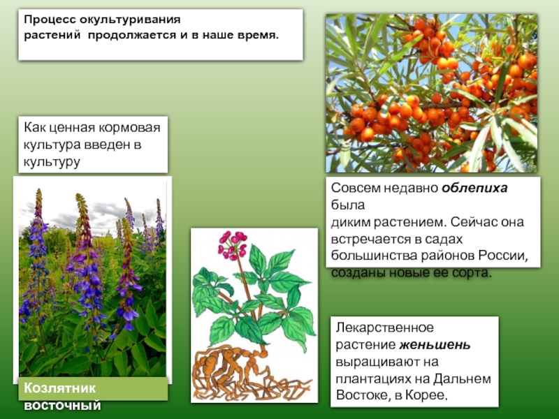 Презентация культурные растения 6 класс по биологии