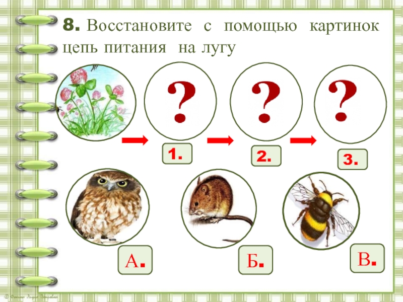 Сова литературное чтение 2 класс. Цепь питания Совы. Цепи питания на лугу 2 класс. Цепь питания Сова Бианки. Цепь питания с филином.