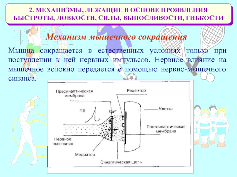 Какой механизм лежит в основе. Скорость прохождения нервного импульса. Повышение скорости нервных импульсов. Механизмы обеспечивающие проявление выносливости. Механизмы, обеспечивающие проявления силы..