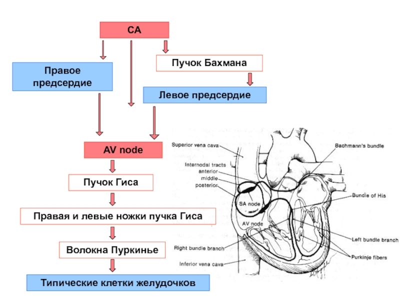 Сердце физиология презентация