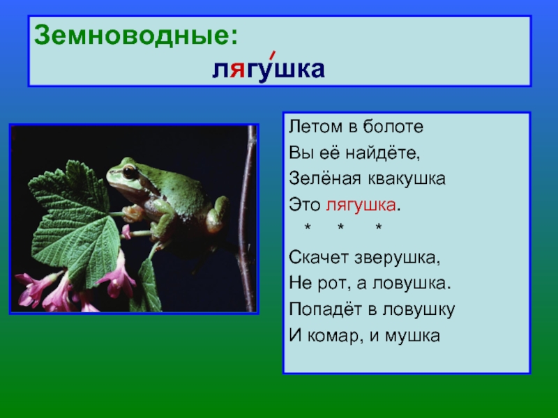 Лягушка предложение. Загадки про земноводных. Загадки класс земноводные. Загадка про лягушку. Земноводные загадки для дошкольников.