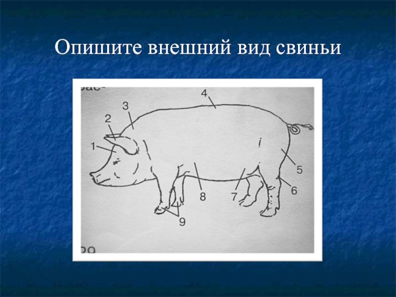 Значение свиней. Внешний вид свиньи. Строение свиньи для детей. Виды свиней. Части тела свиньи для детей.