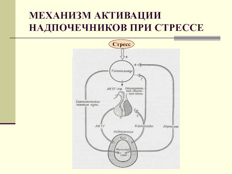 Активируйте механизм геншин