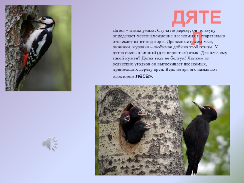 ДЯТЕЛДятел – птица умная. Стуча по дереву, он по звуку определяет местонахождение насекомых и старательно извлекает их