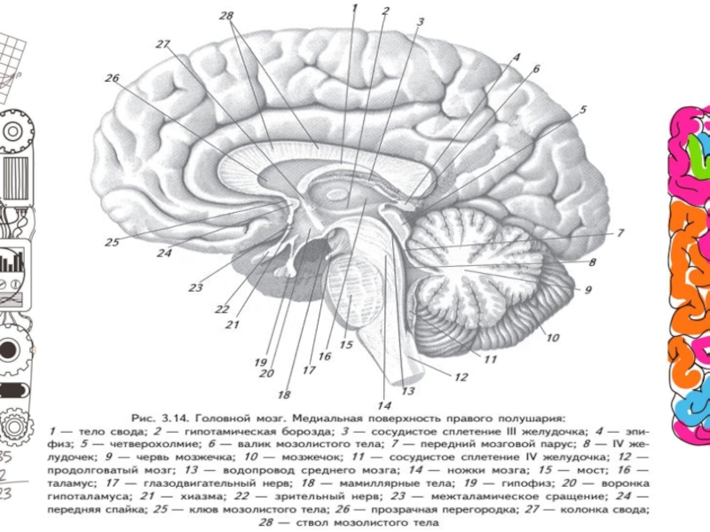 Головной мозг презентация