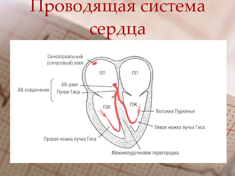 Цикл экг