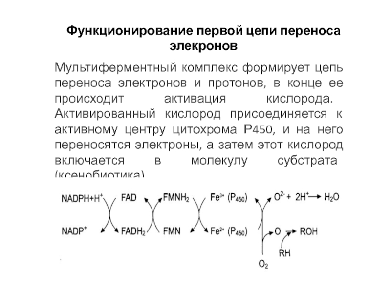 Цепь переноса электронов